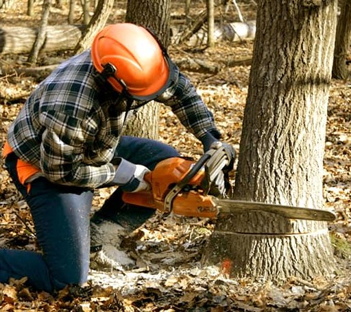 Tree Removal in Dighton, KS